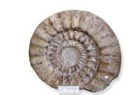 F 03911
<br/>
<br/>
<em></em>